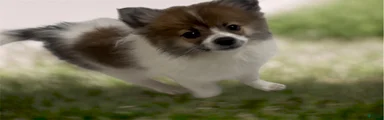 Pomeranian 3