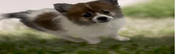 Pomeranian dogs for sale: Pomeranian 3 - Ad 1