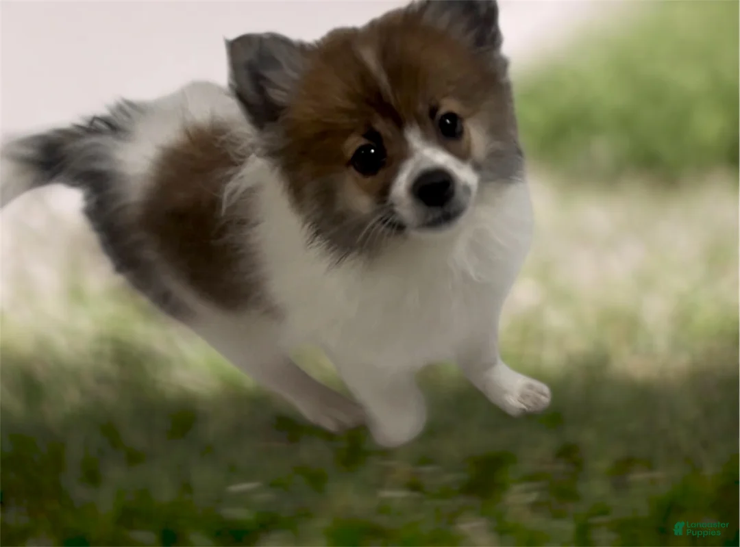 Pomeranian dogs for sale: Pomeranian 3 - Ad 1