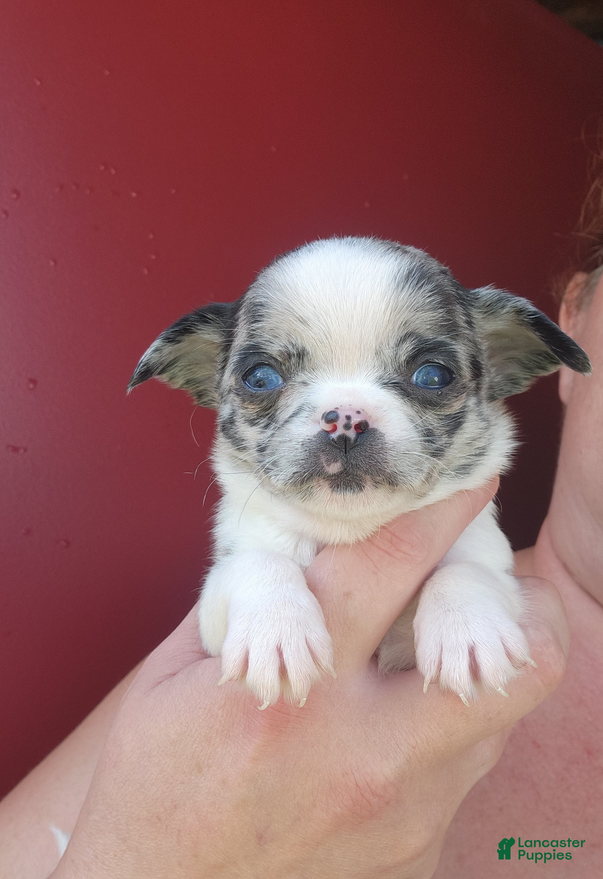 Chihuahua dogs TINY SPECKELS  - Ad 5