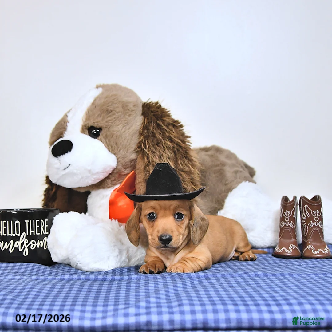 Miniature Dachshund dogs for sale: Sparky - Ad 4