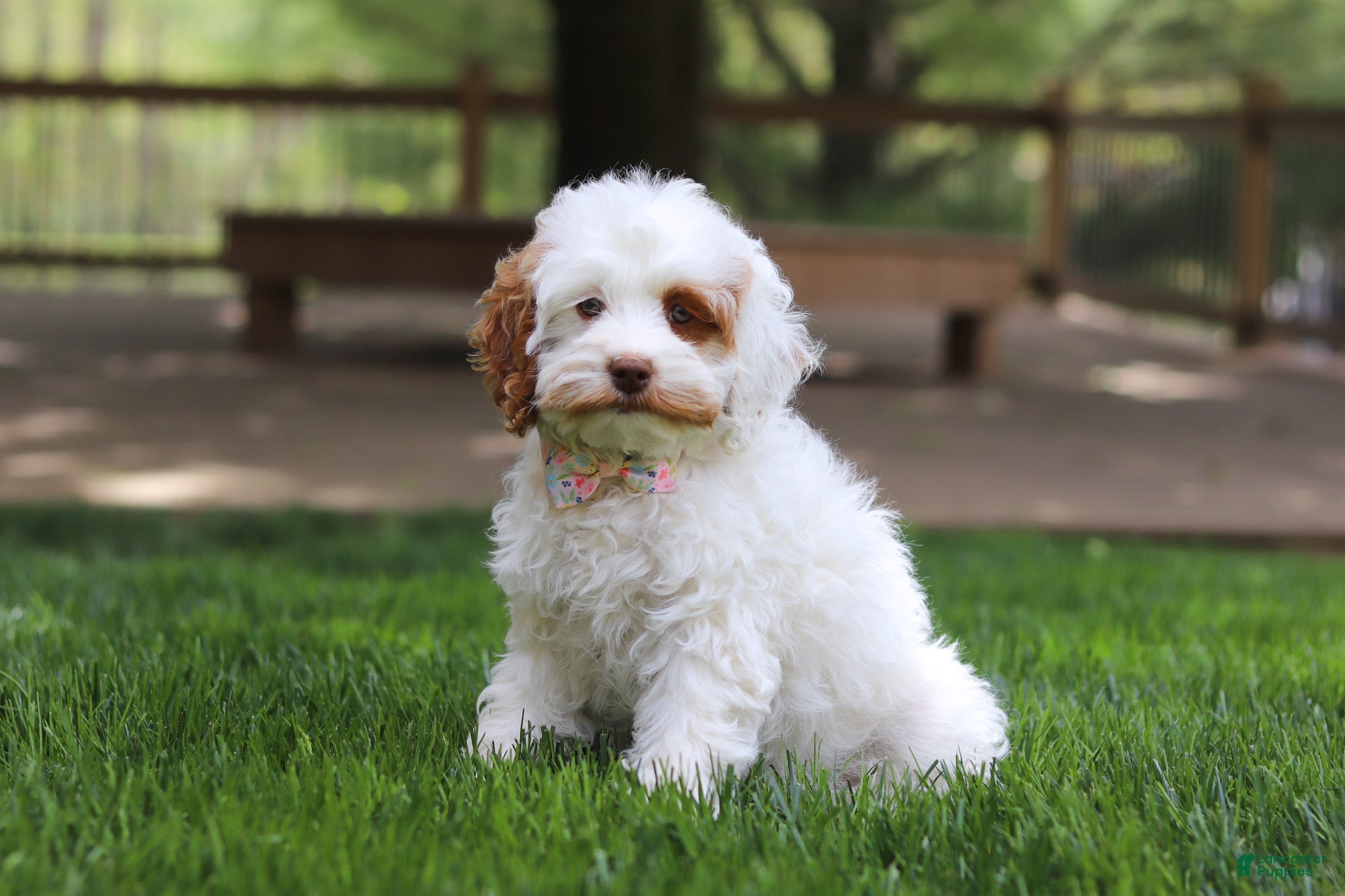 Cockapoo dogs Juniper - Ad 1