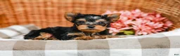 Yorkshire Terrier dogs for sale: Mickey - Ad 5