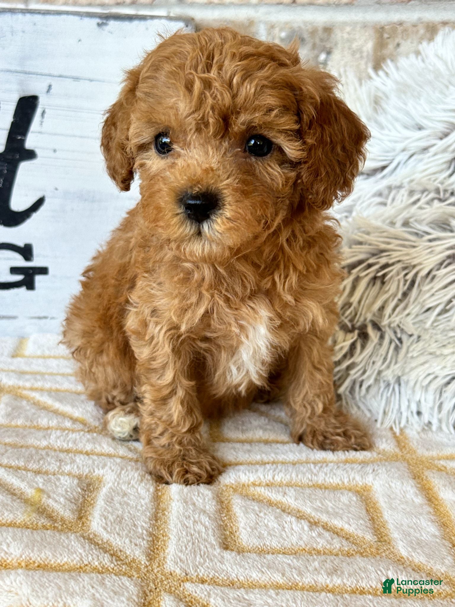 Cavapoo dogs Reid - Ad 22