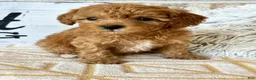 Cavapoo dogs for sale: Reid - Ad 3