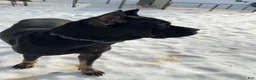 Cane Corso dogs for sale: Cane Corso Puppy Purple - Ad 2