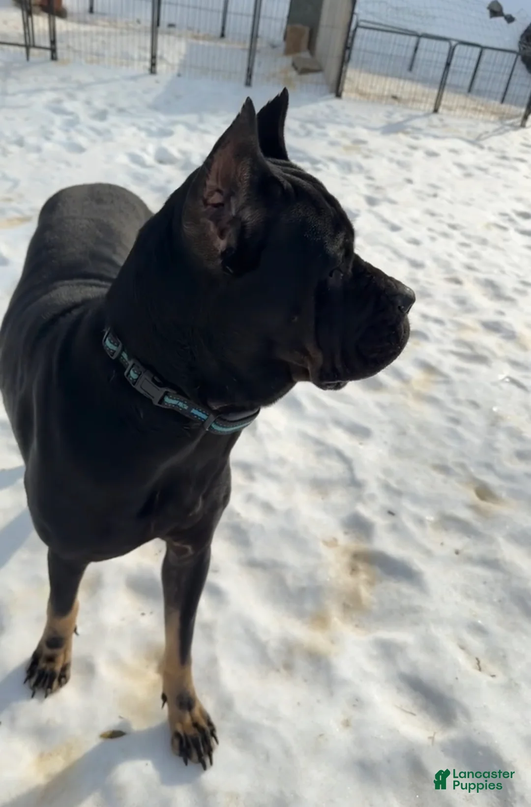 Cane Corso dogs for sale: Cane Corso Puppy Purple - Ad 2