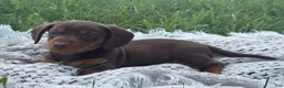 Miniature Dachshund dogs for sale: Gavin - Ad 5