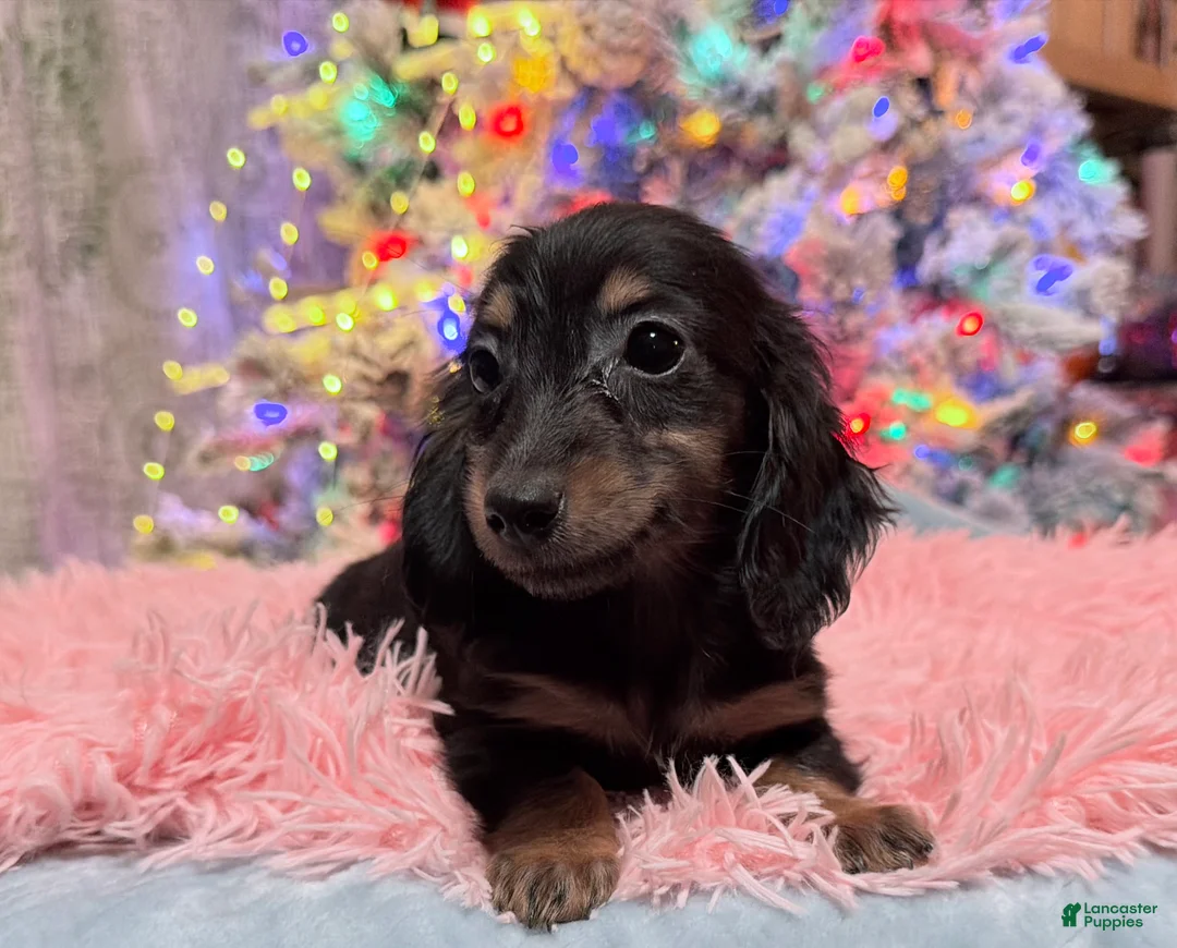 Miniature Dachshund dogs for sale: AKC Russian pra clear - Ad 82