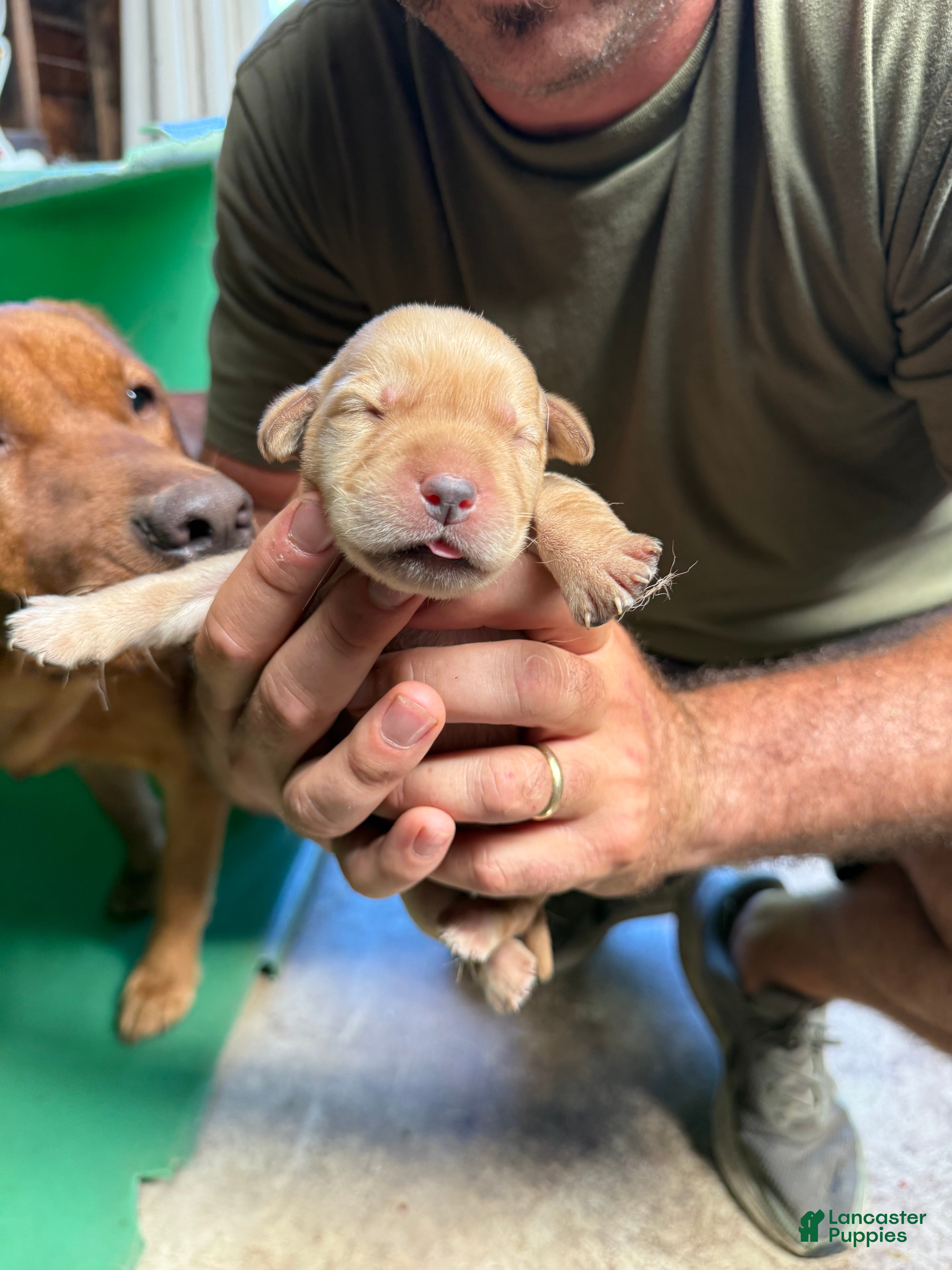 Labrador Retriever dogs Labrador Retriever 1 - Ad 6