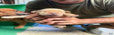 Labrador Retriever 1