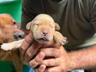 Labrador Retriever dogs Labrador Retriever 1 - Ad 26