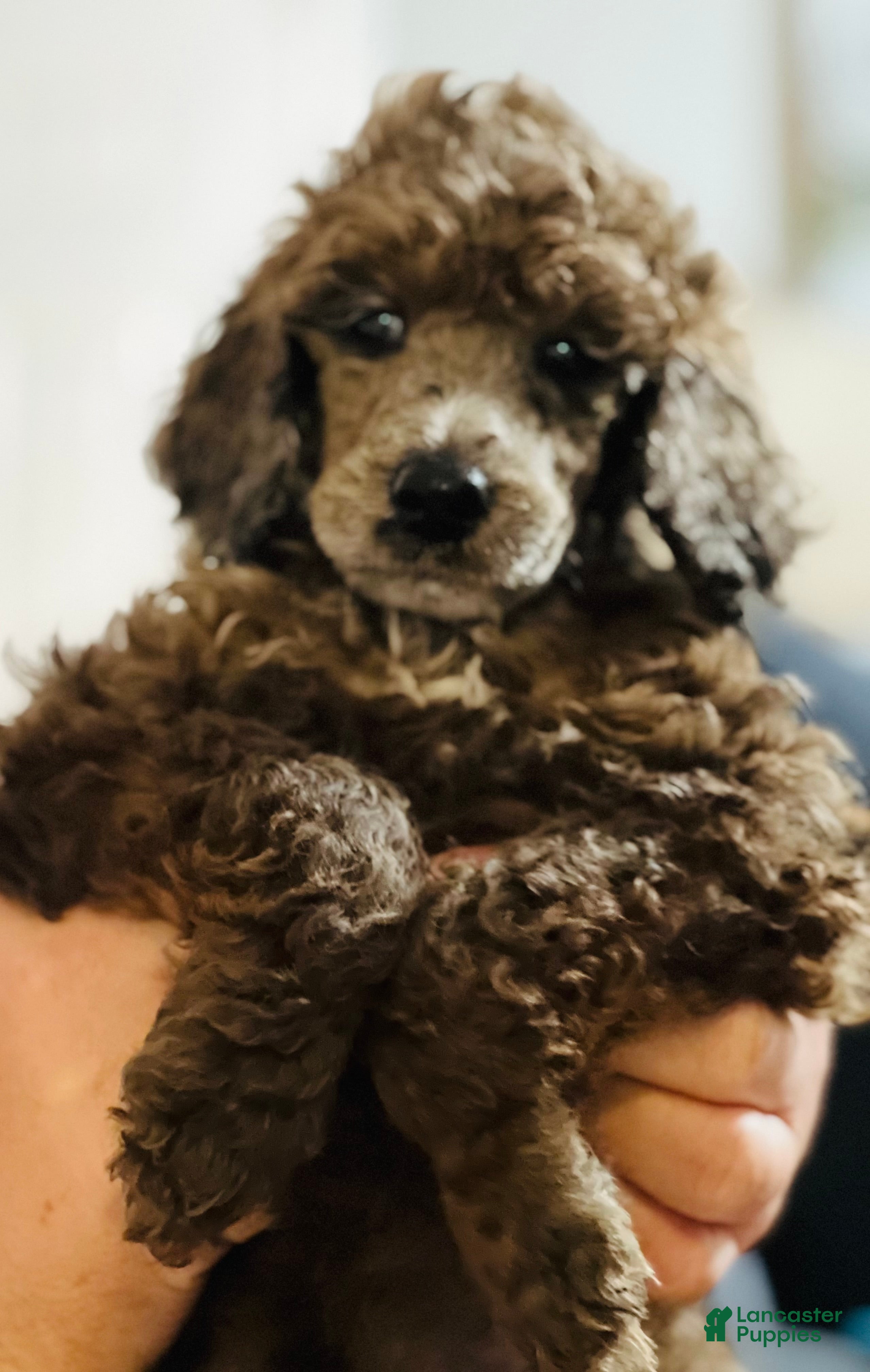 Standard Poodle dogs Standard Poodle 1 - Ad 1