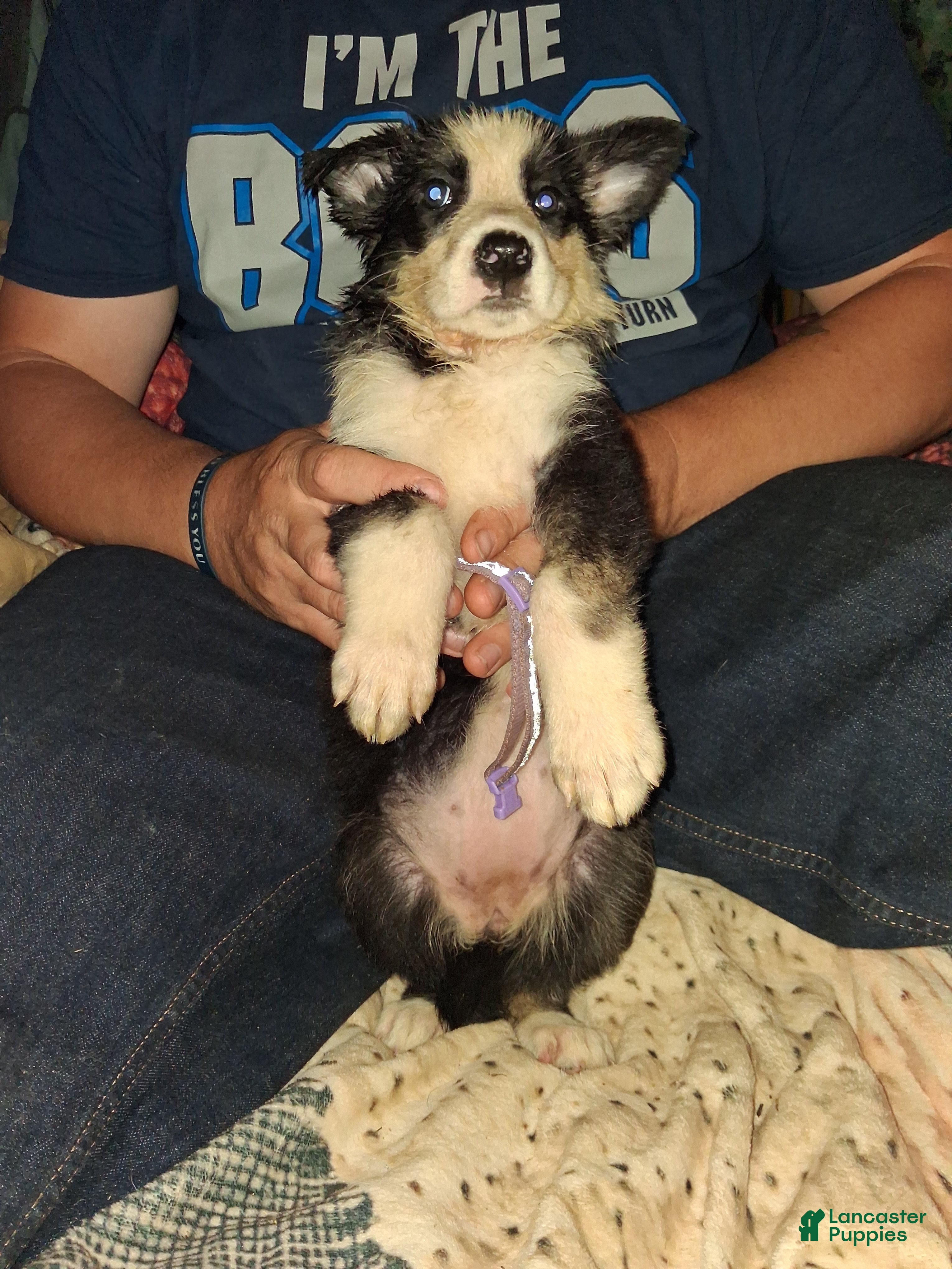 German Shepherd dogs Purple panda - Ad 33