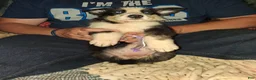 German Shepherd dogs for sale: Purple panda - Ad 1