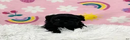 Cavapoo dogs for sale: Sophie - Ad 9