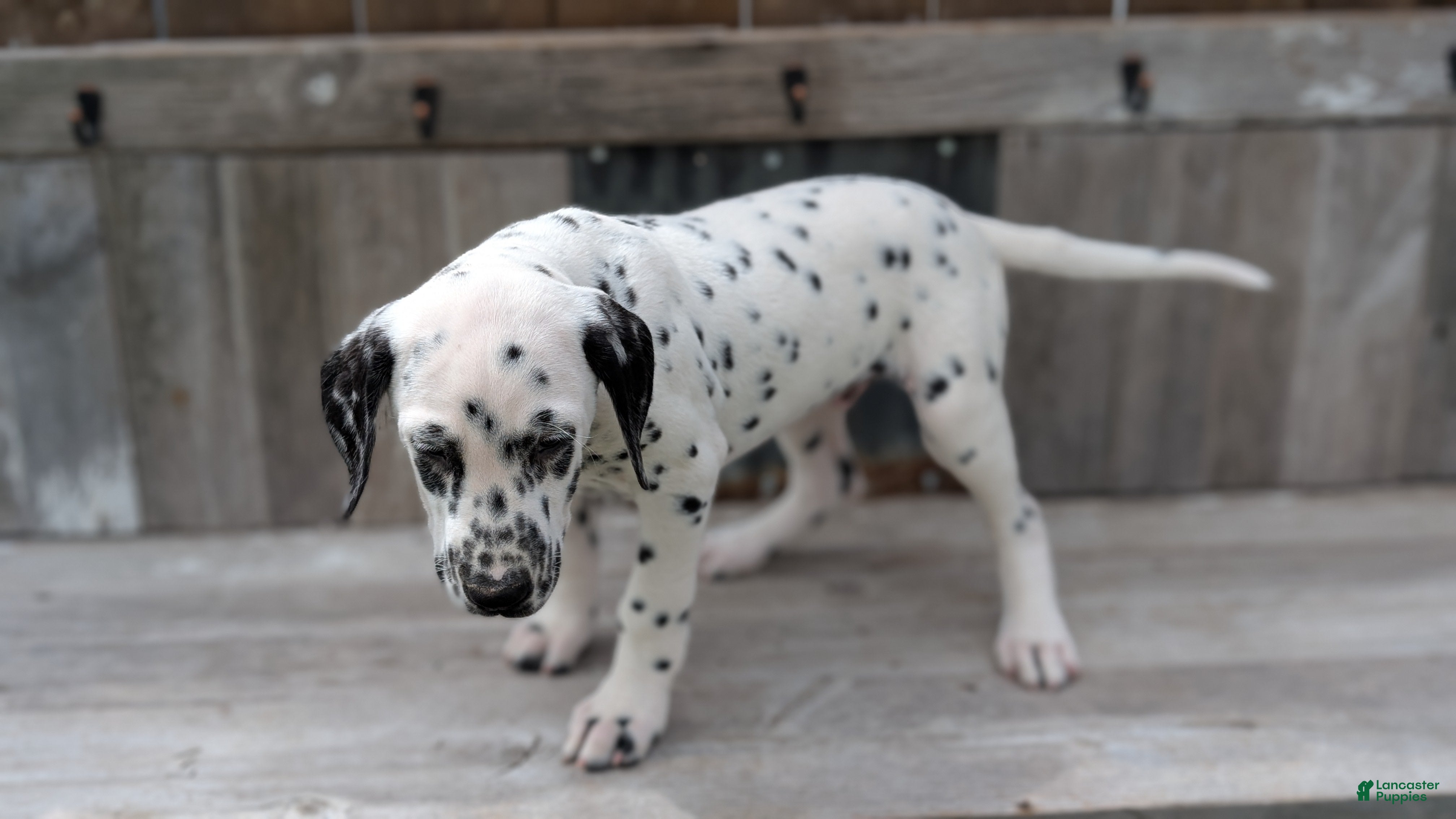 Dalmatian dogs Niles - Ad 2