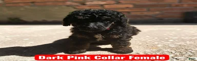 Pink Collar