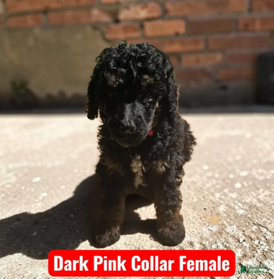 Standard Poodle dogs for sale: Pink Collar - Ad 1