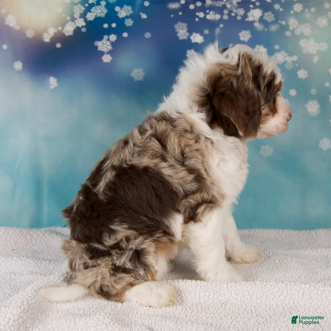 Mini Bernedoodle dogs for sale: Carolyn - Ad 5
