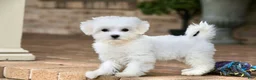 Teddy Bear dogs for sale: Savannah - Ad 9