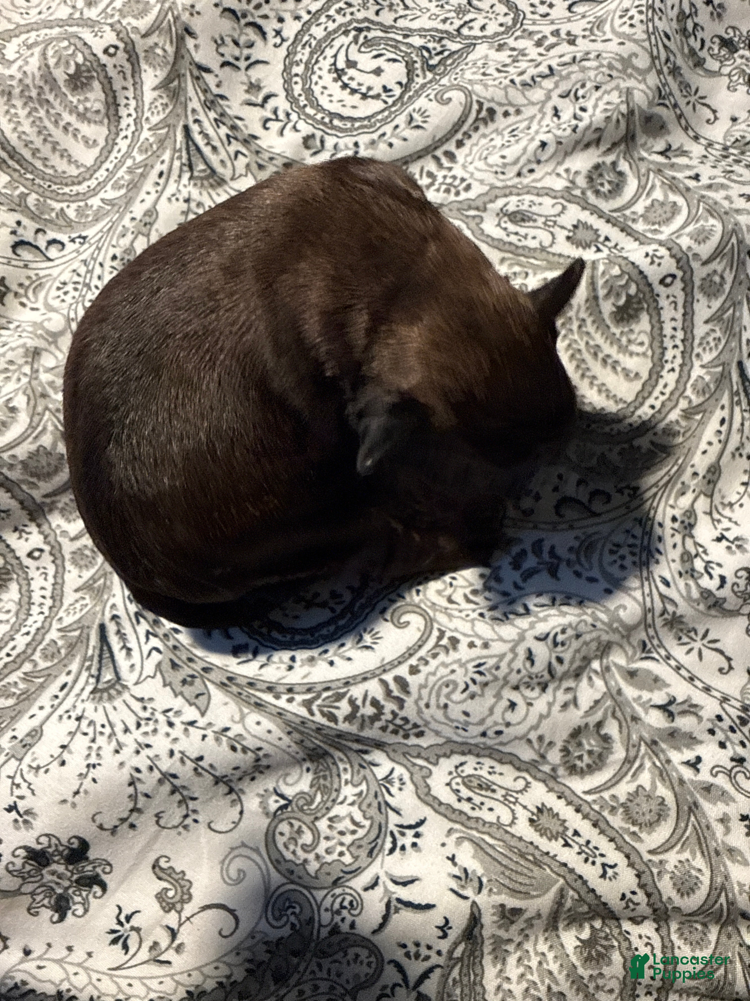 Brussels Griffon dogs Brussels Griffon Puppy 4 - Ad 6