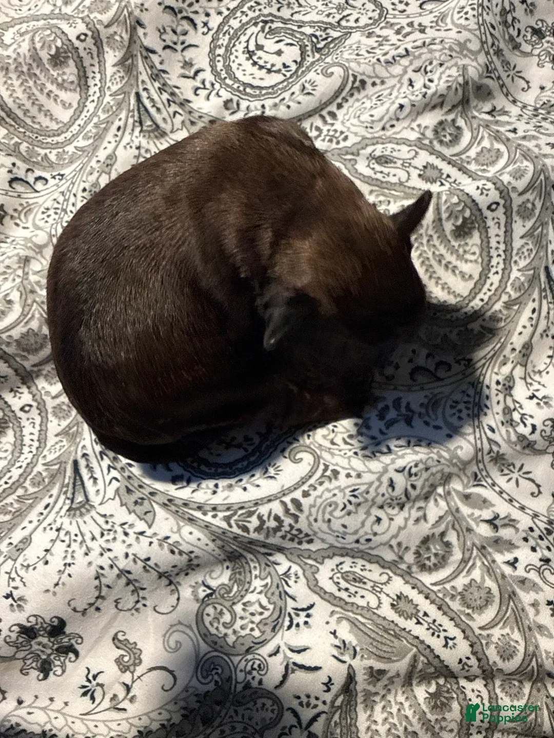 Brussels Griffon dogs for sale: Brussels Griffon Puppy 4 - Ad 1