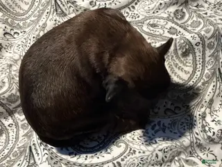 Brussels Griffon dogs Brussels Griffon Puppy 4 - Ad 6