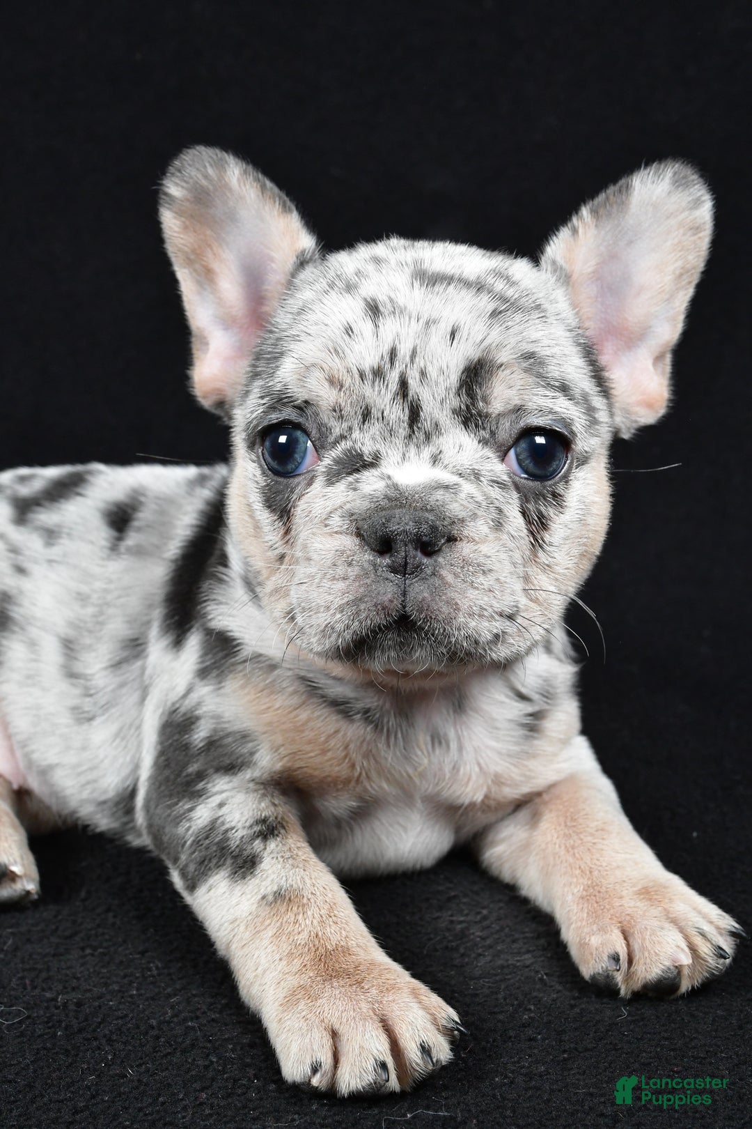 French Bulldog dogs for sale: Fiona - Ad 7