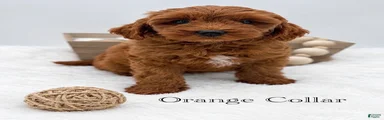 Mini Goldendoodle 1