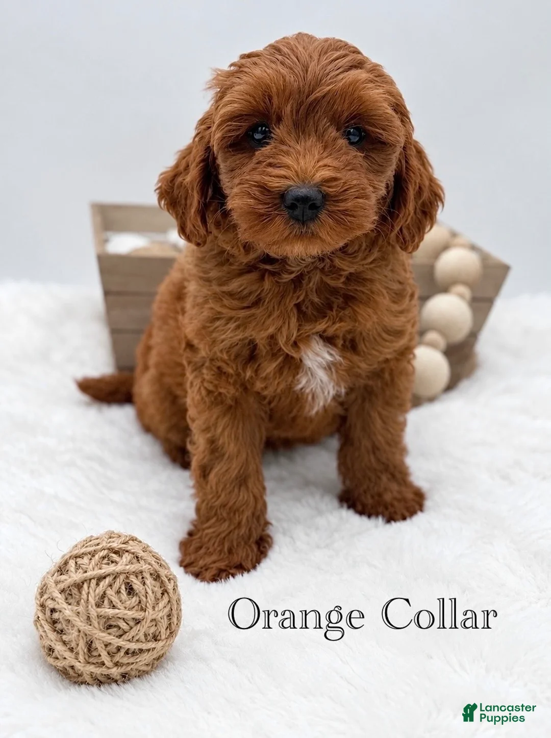 Mini Goldendoodle dogs for sale: Mini Goldendoodle 1 - Ad 1
