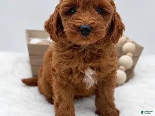 Mini Goldendoodle dogs Mini Goldendoodle 1 - Ad 10