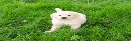 Golden Retriever dogs for sale: Cecily - Ad 6
