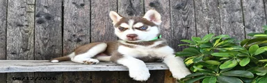 Tucker