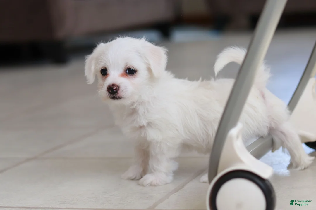 Morkie dogs for sale: Eddy - Ad 6