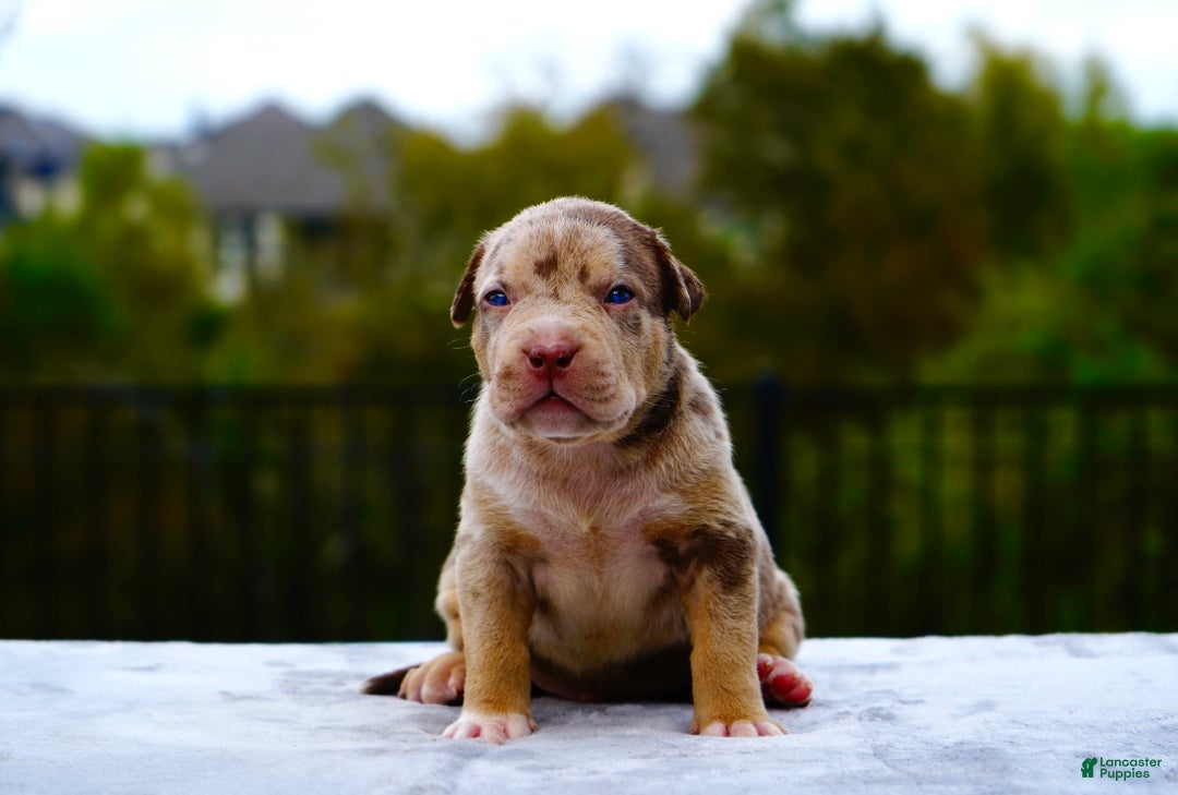 American Bully dogs for sale: American Bully XL Black Tri Female - Ad 8