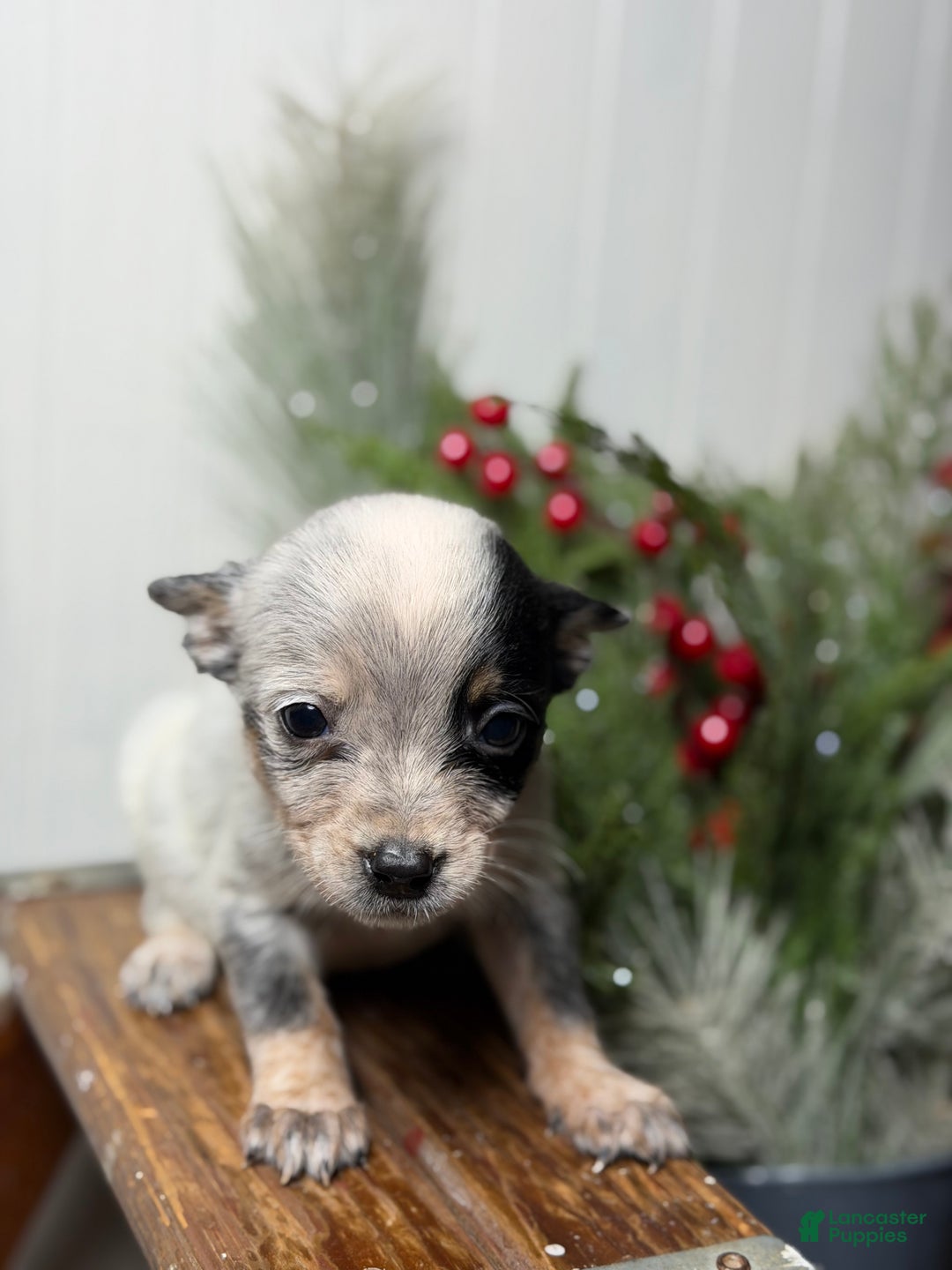 Australian Cattle Dog dogs for sale: Australian Cattle Dog Puppy 6 - Ad 4