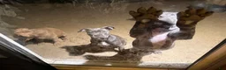 American Bully dogs for sale: Sunshine  - Ad 2