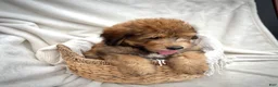 Bernedoodle dogs for sale: Theo - Ad 8
