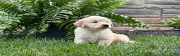 Golden Retriever dogs for sale: Daisy - Ad 3