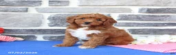Cavapoo dogs for sale: Rita - Ad 4