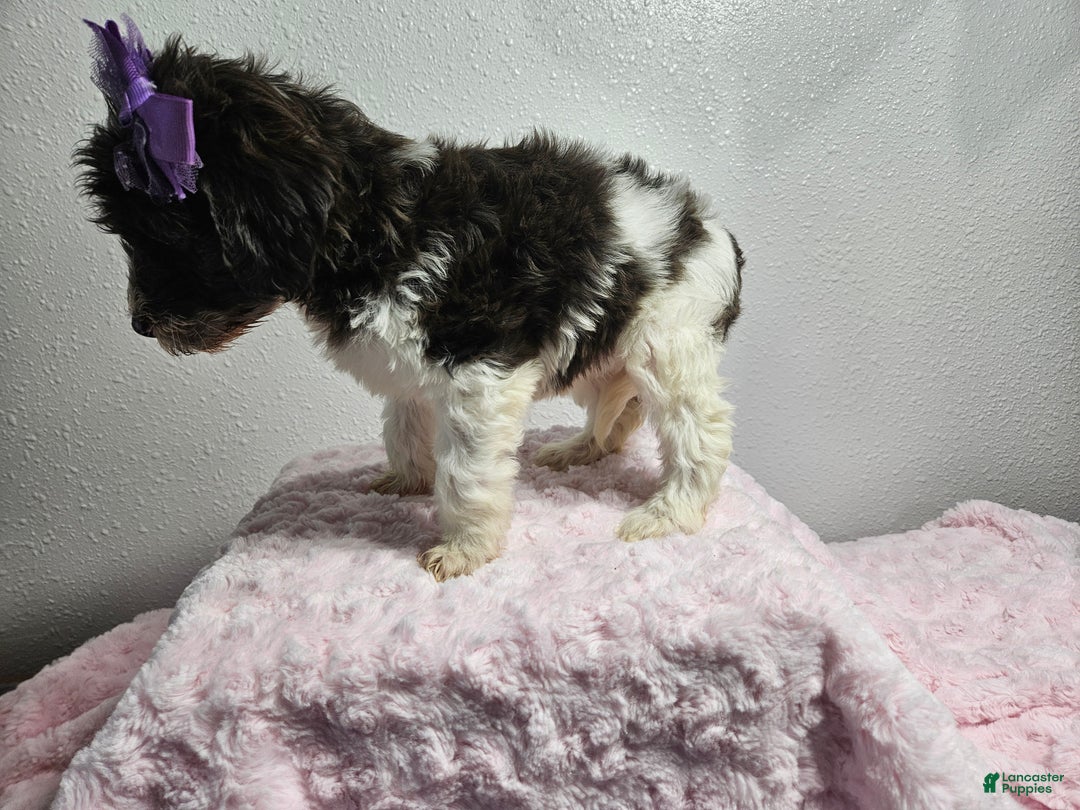 Goldendoodle dogs for sale: Kari - Ad 2