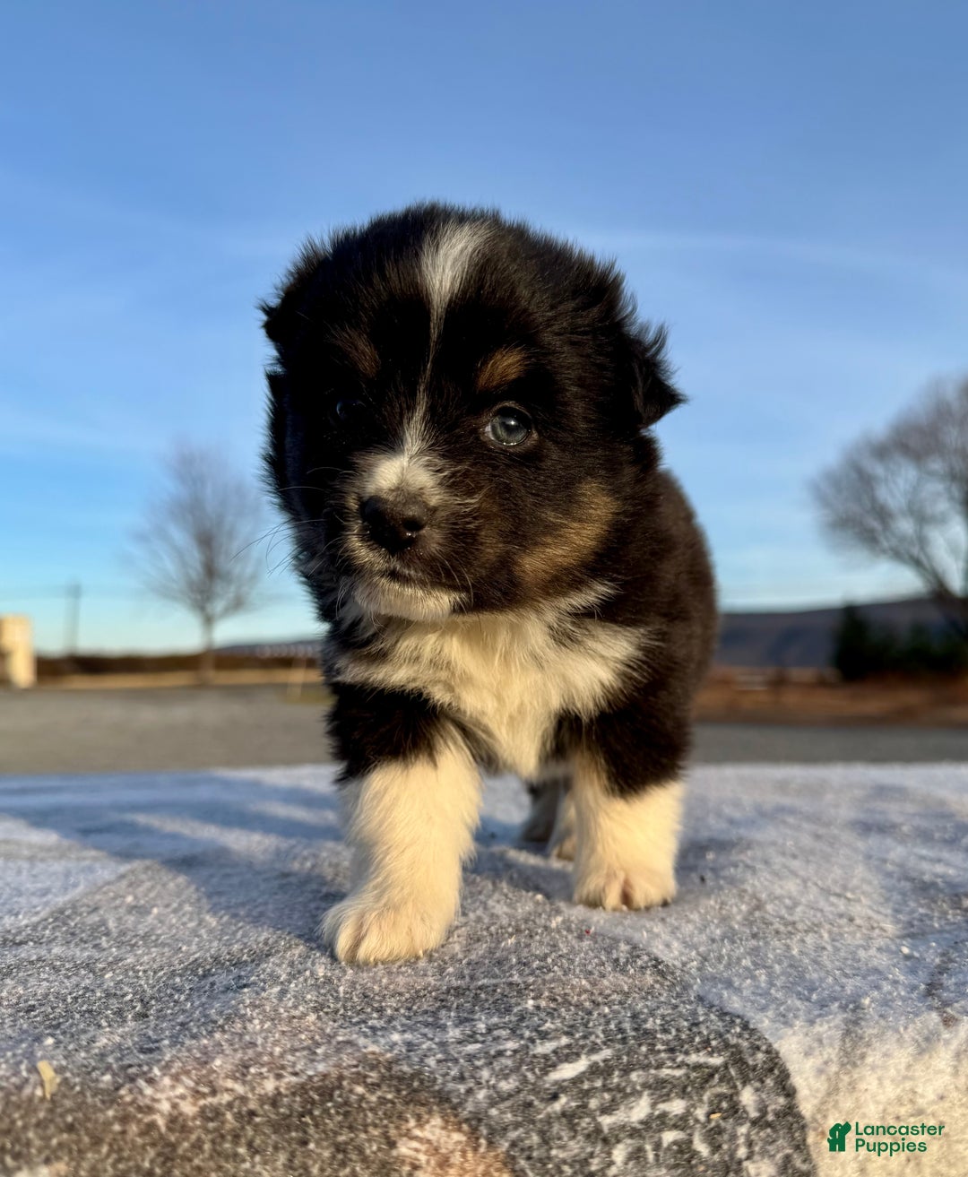 Miniature Australian Shepherd dogs for sale: Skye - Ad 4