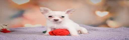 Chihuahua dogs for sale: DUKE - Ad 6
