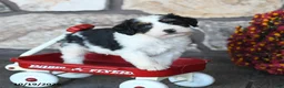 Mini Bernedoodle dogs for sale: Peanut  - Ad 4