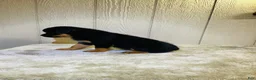 Rottweiler dogs for sale: Rottweiler 6 - Ad 14