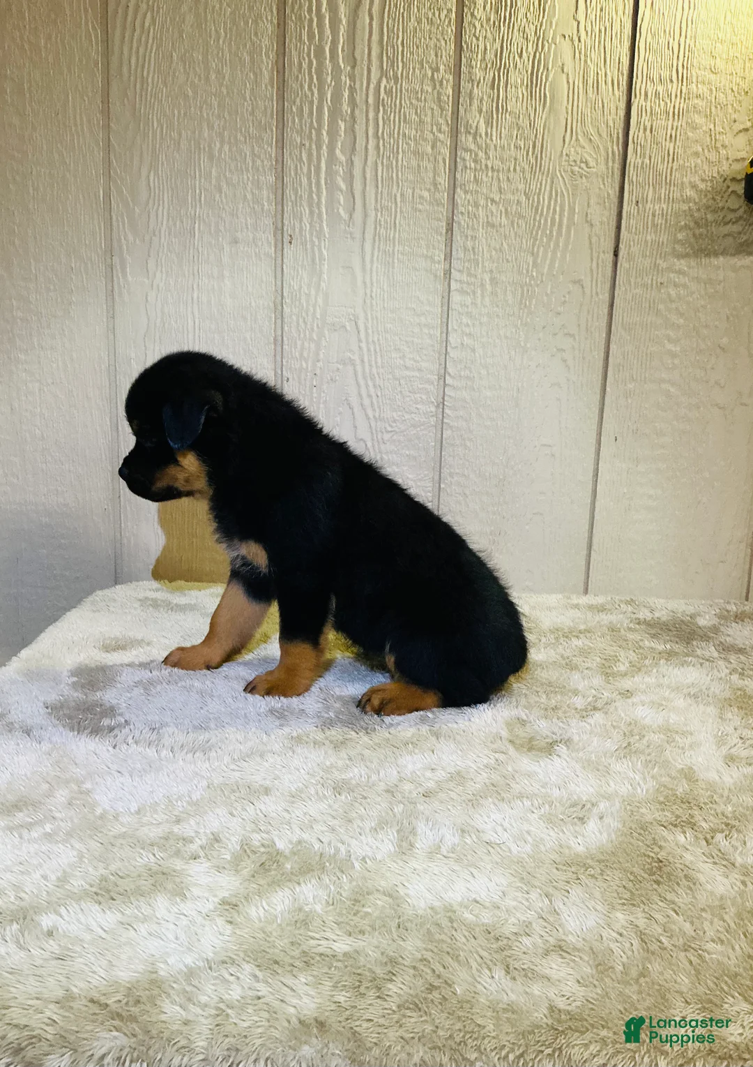 Rottweiler dogs for sale: Rottweiler 6 - Ad 14