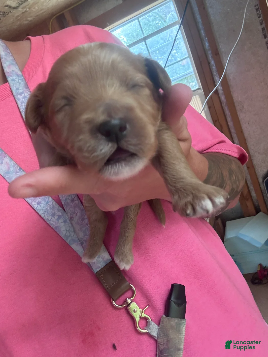 Cavapoo dogs for sale: Cavapoo 2 - Ad 1