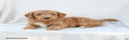Mini Goldendoodle dogs for sale: Paisley - Ad 3