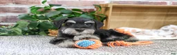 Miniature Schnauzer dogs for sale: Jonah - Ad 2